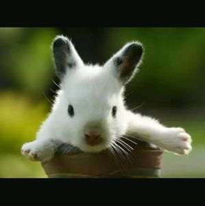 Meet your Posher, Ang